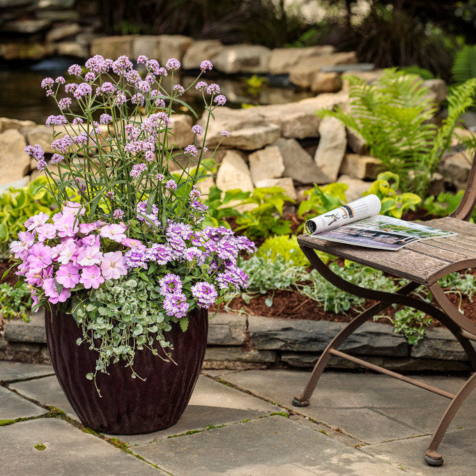 Superbena Sparkling Amethyst Verbena in use.