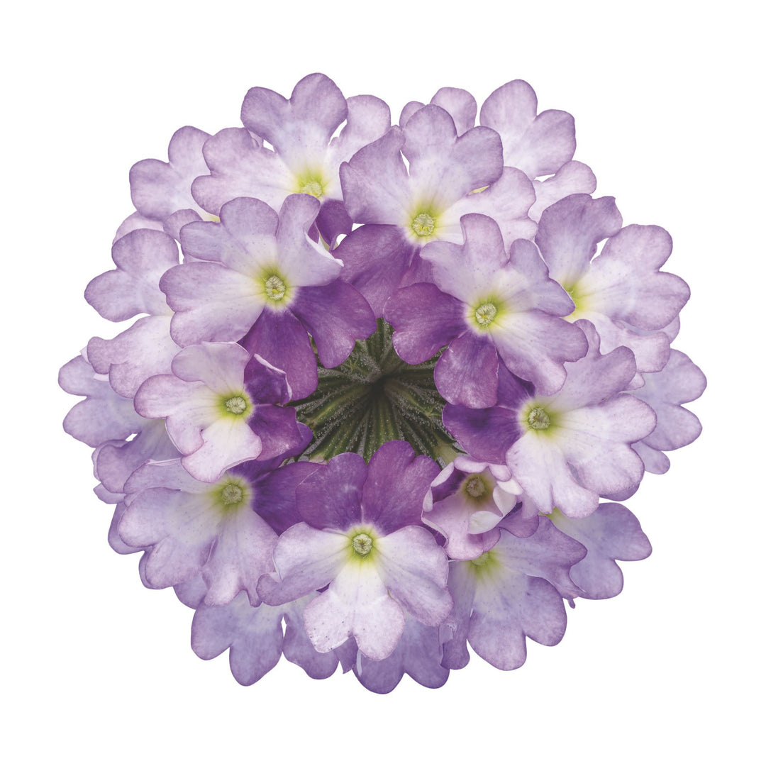 Verbena | Superbena Sparkling® Amethyst | Proven Winners® Annuals