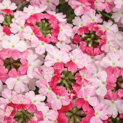 Superbena Sparkling Rosé Verbena up close.