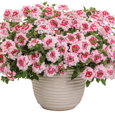 Superbena Sparkling® Rosé Verbena (Verbena hybrid)