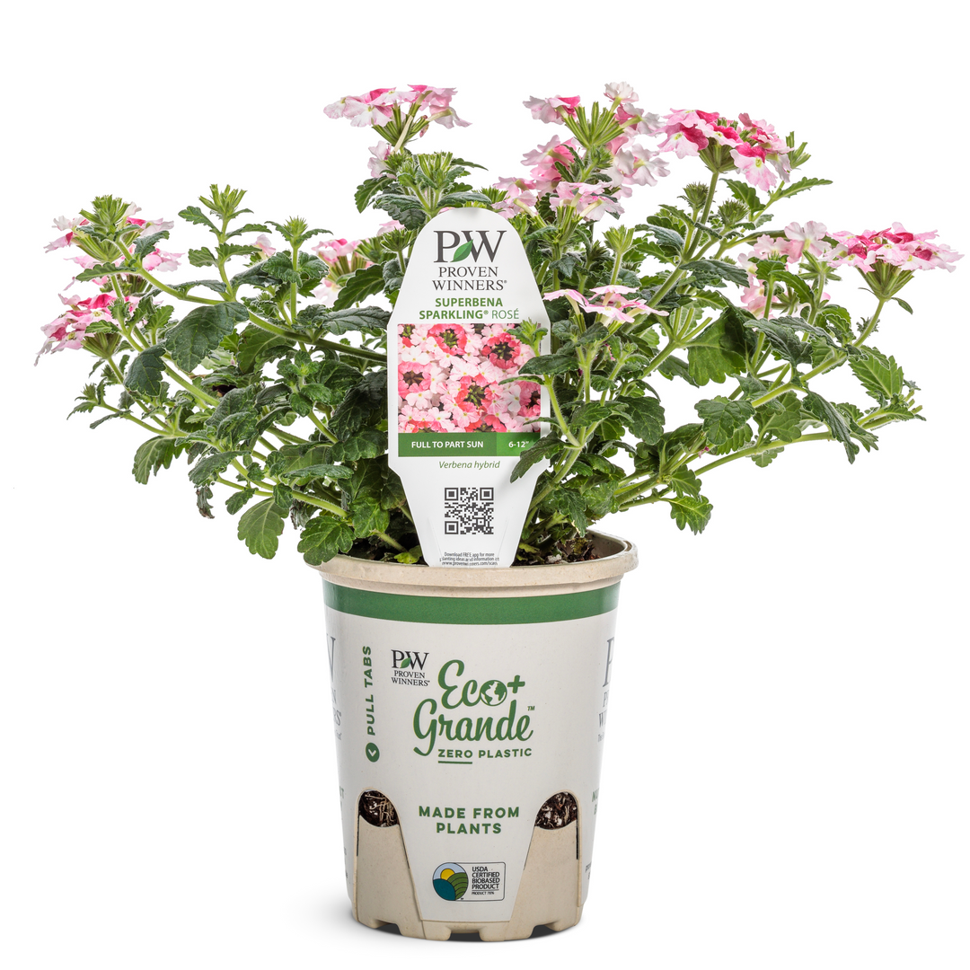 Verbena | Superbena Sparkling® Rosé | Proven Winners® Annuals Verbena | Superbena Sparkling® Rosé | Proven Winners® Annuals