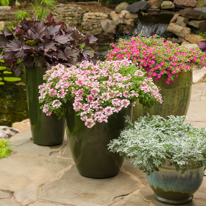 Verbena | Superbena Sparkling® Rosé | Proven Winners® Annuals