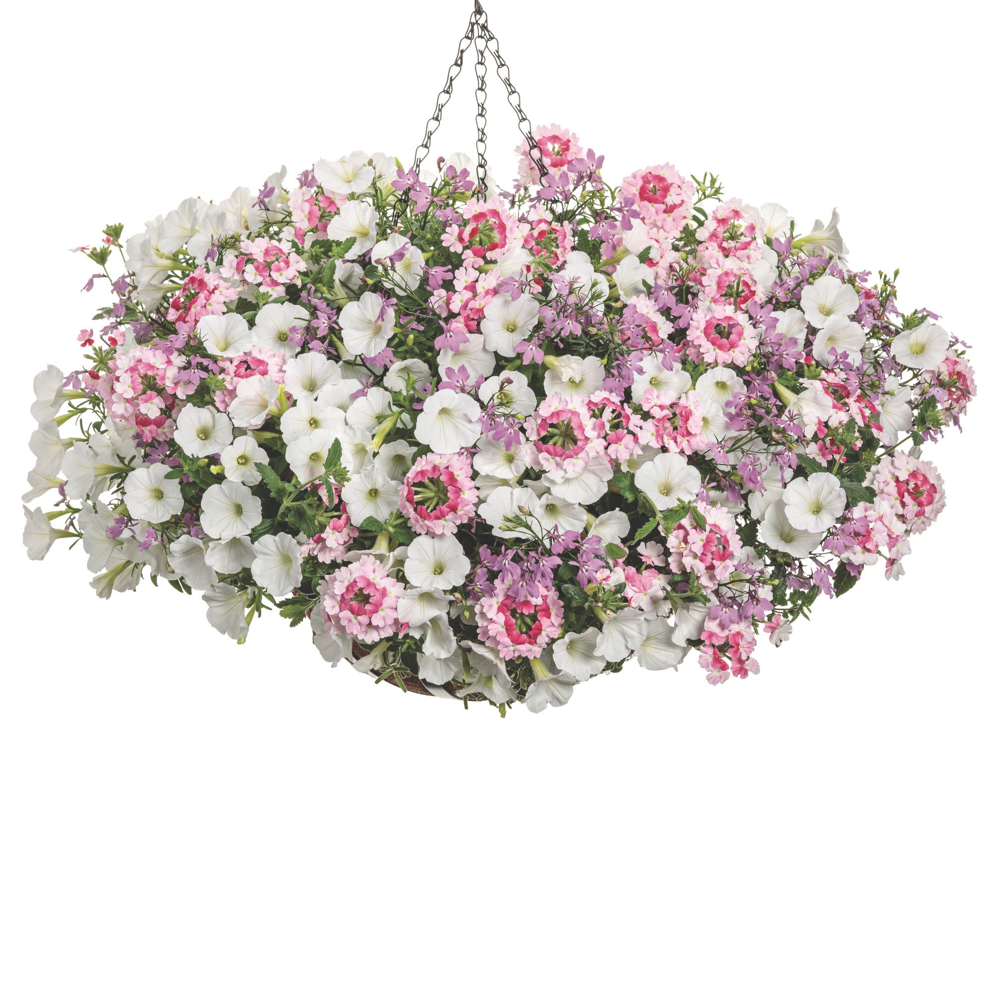 Verbena | Superbena Sparkling® Rosé | Proven Winners® Annuals
