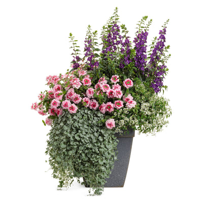 Superbena Sparkling® Rosé Verbena