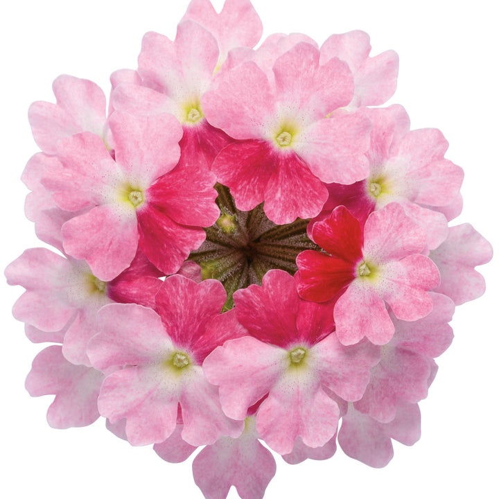 Superbena Sparkling® Rosé Verbena