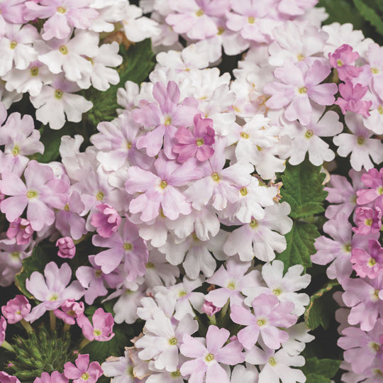 Superbena® Pink Cashmere™ Verbena