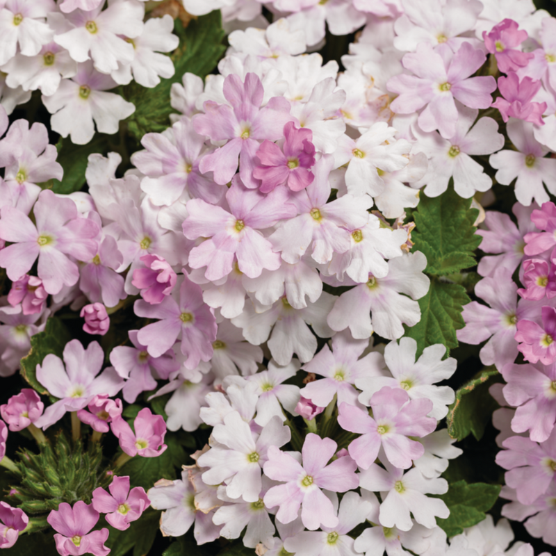 Superbena Pink Cashmere Verbena up close.