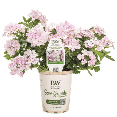 Superbena® Pink Cashmere™ Verbena in pot.