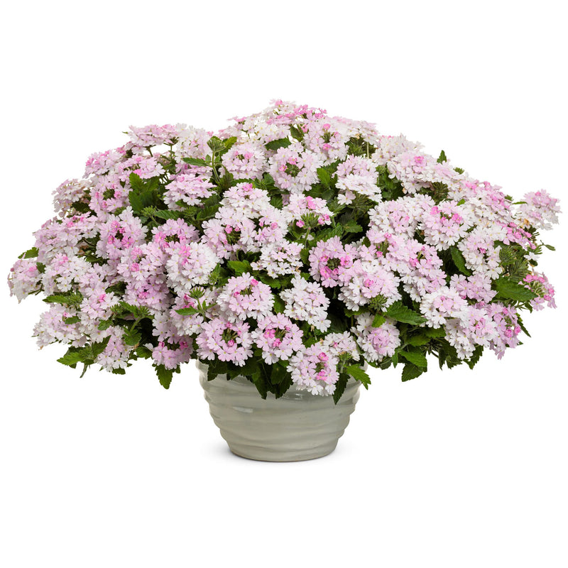 Superbena® Pink Cashmere™ Verbena