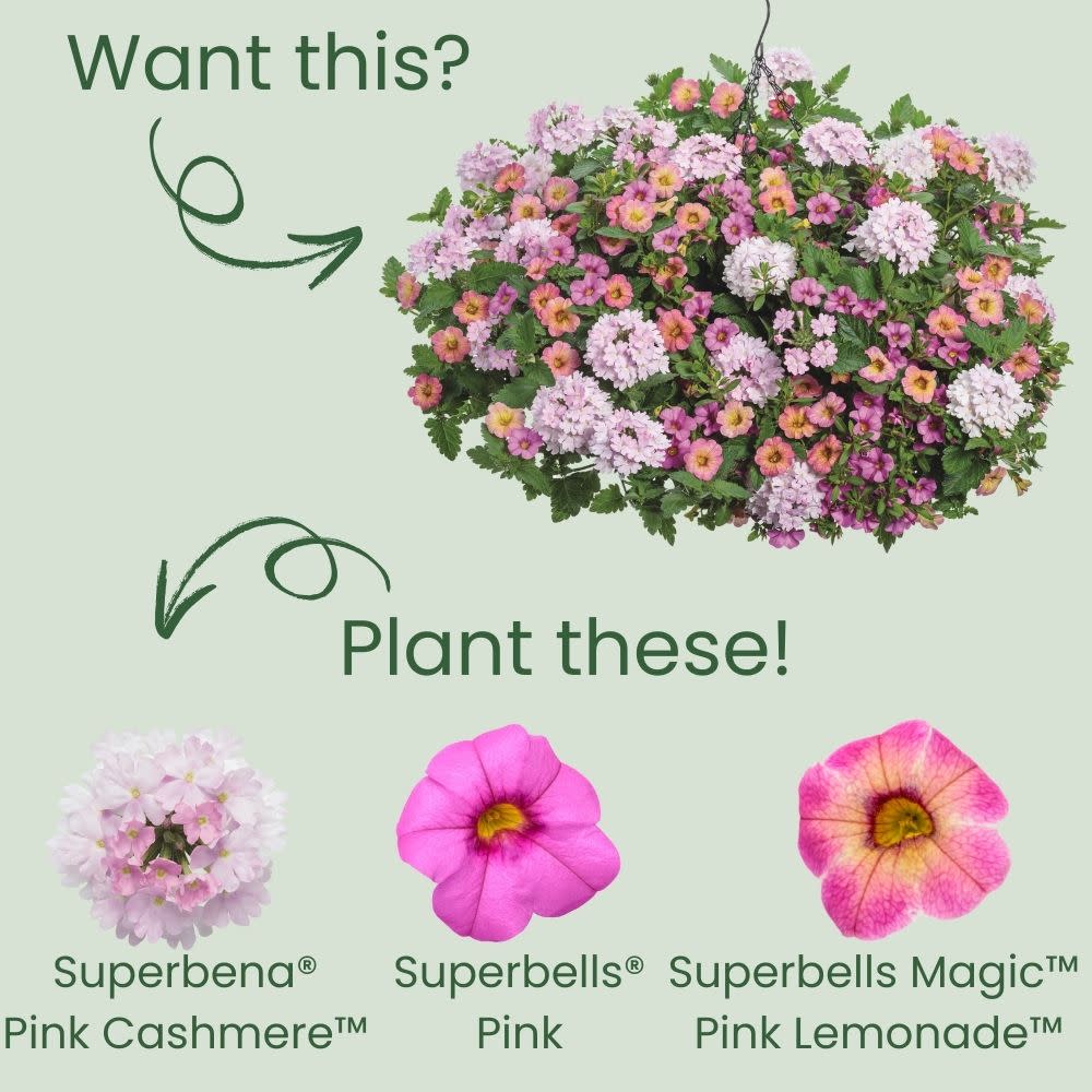 Superbena® Pink Cashmere™ Verbena