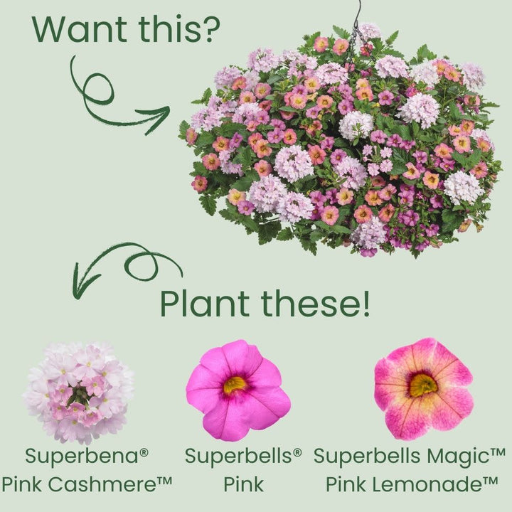 Superbena® Pink Cashmere™ Verbena