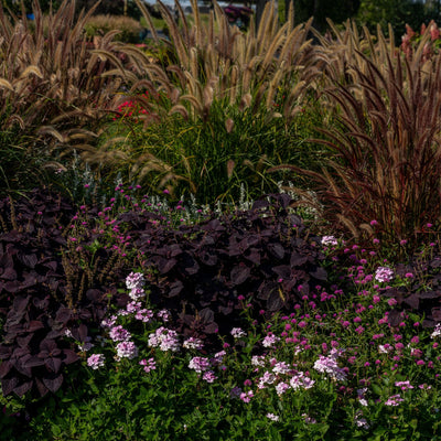 Superbena® Pink Cashmere™ Verbena