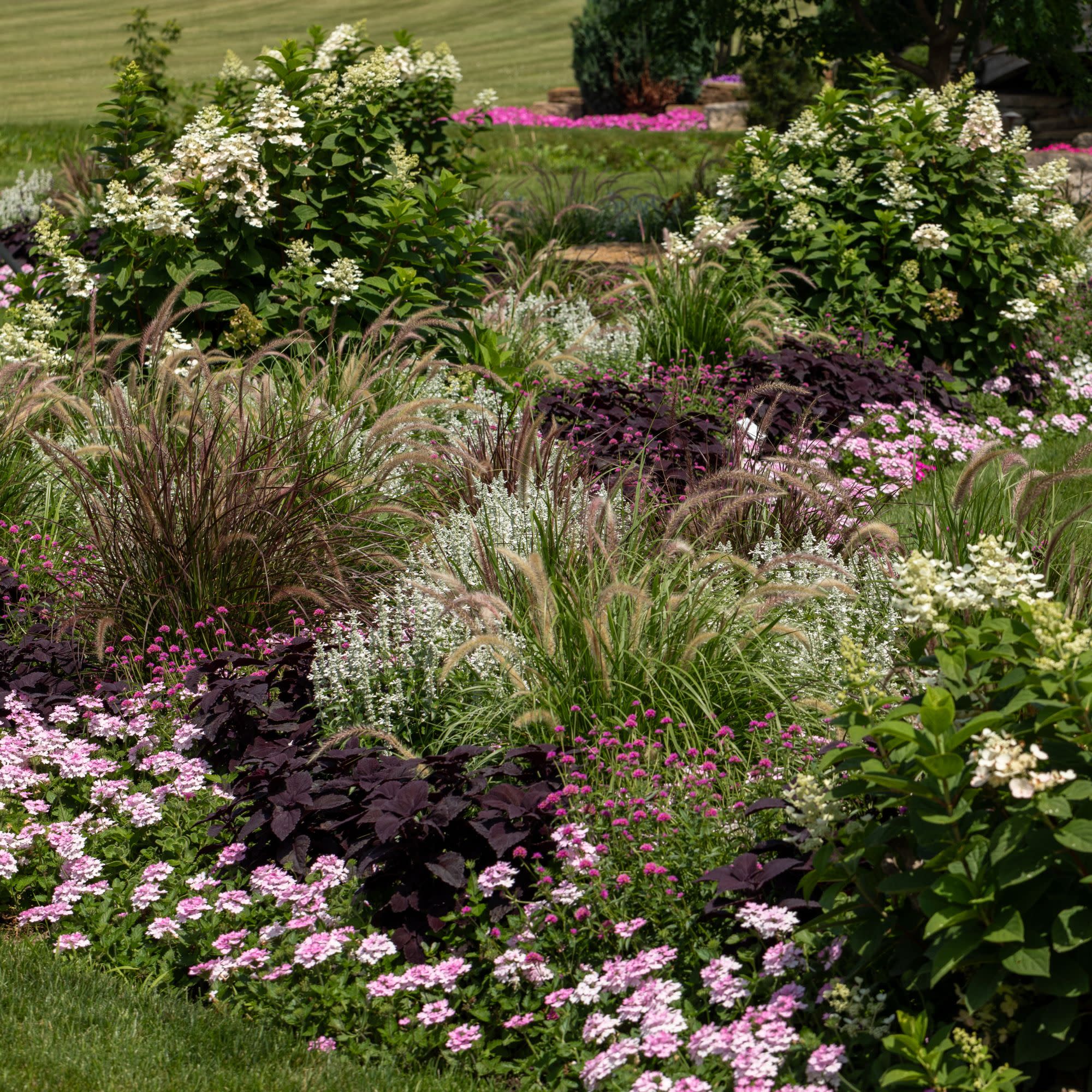 Verbena | Superbena® Pink Cashmere™ | Proven Winners® Annuals
