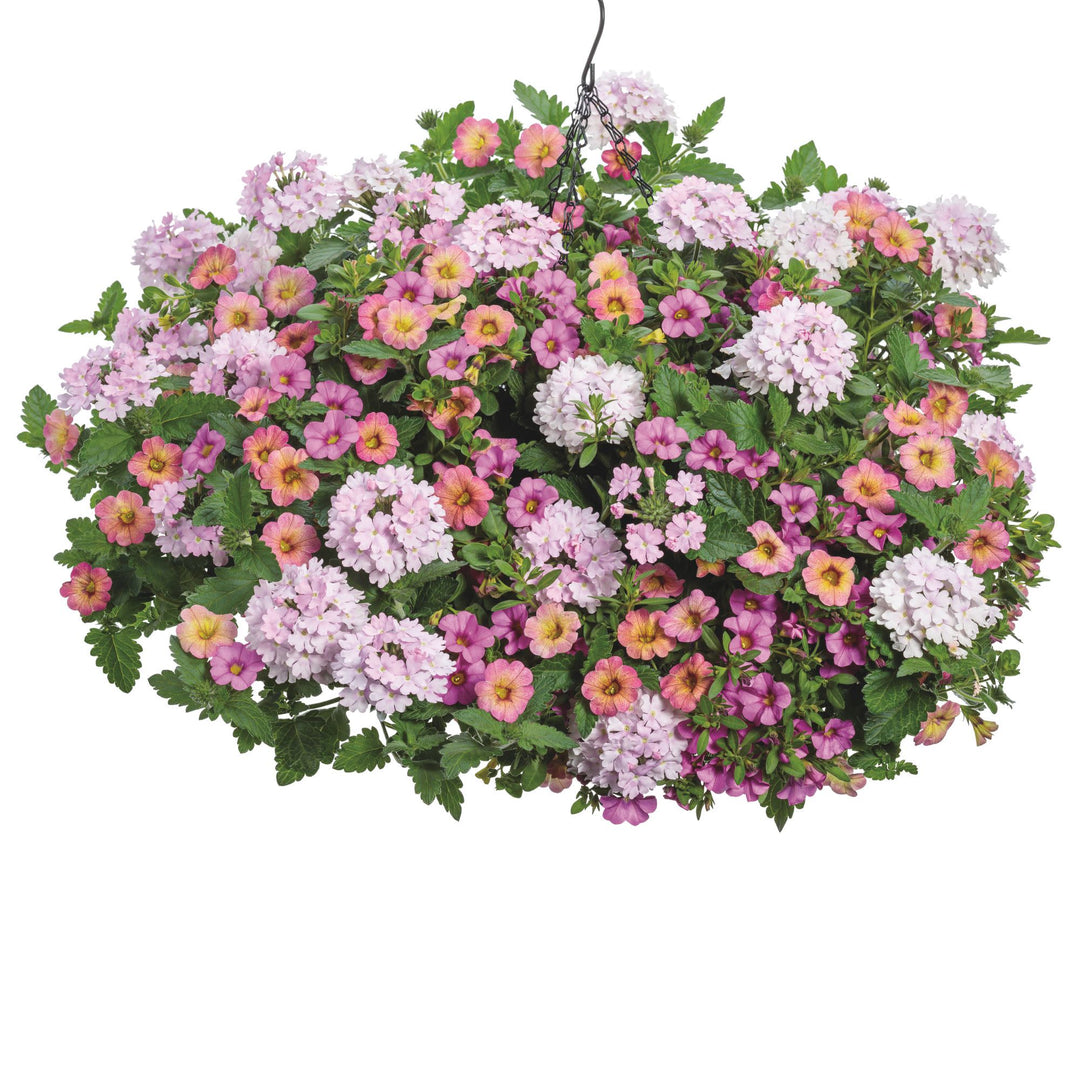 フラワーページ Verbena | Superbena® Pink Cashmere™ | Proven Winners® Annuals