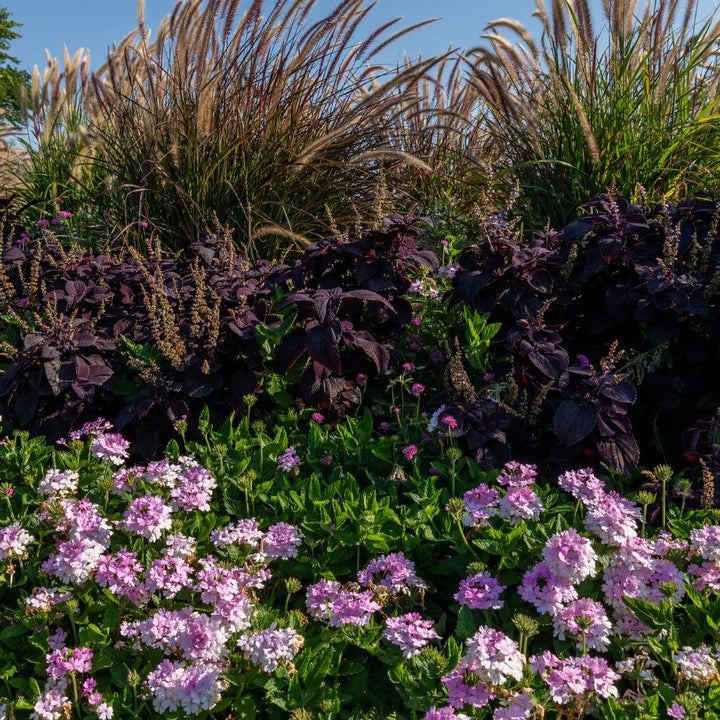 Superbena® Pink Cashmere™ Verbena