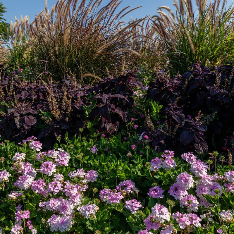 Superbena® Pink Cashmere™ Verbena (Verbena hybrid)