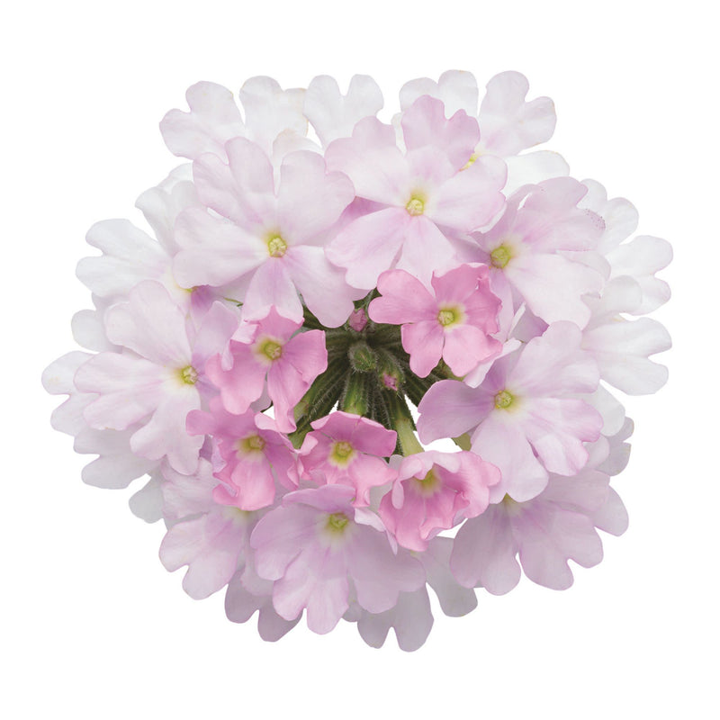 Superbena® Pink Cashmere™ Verbena