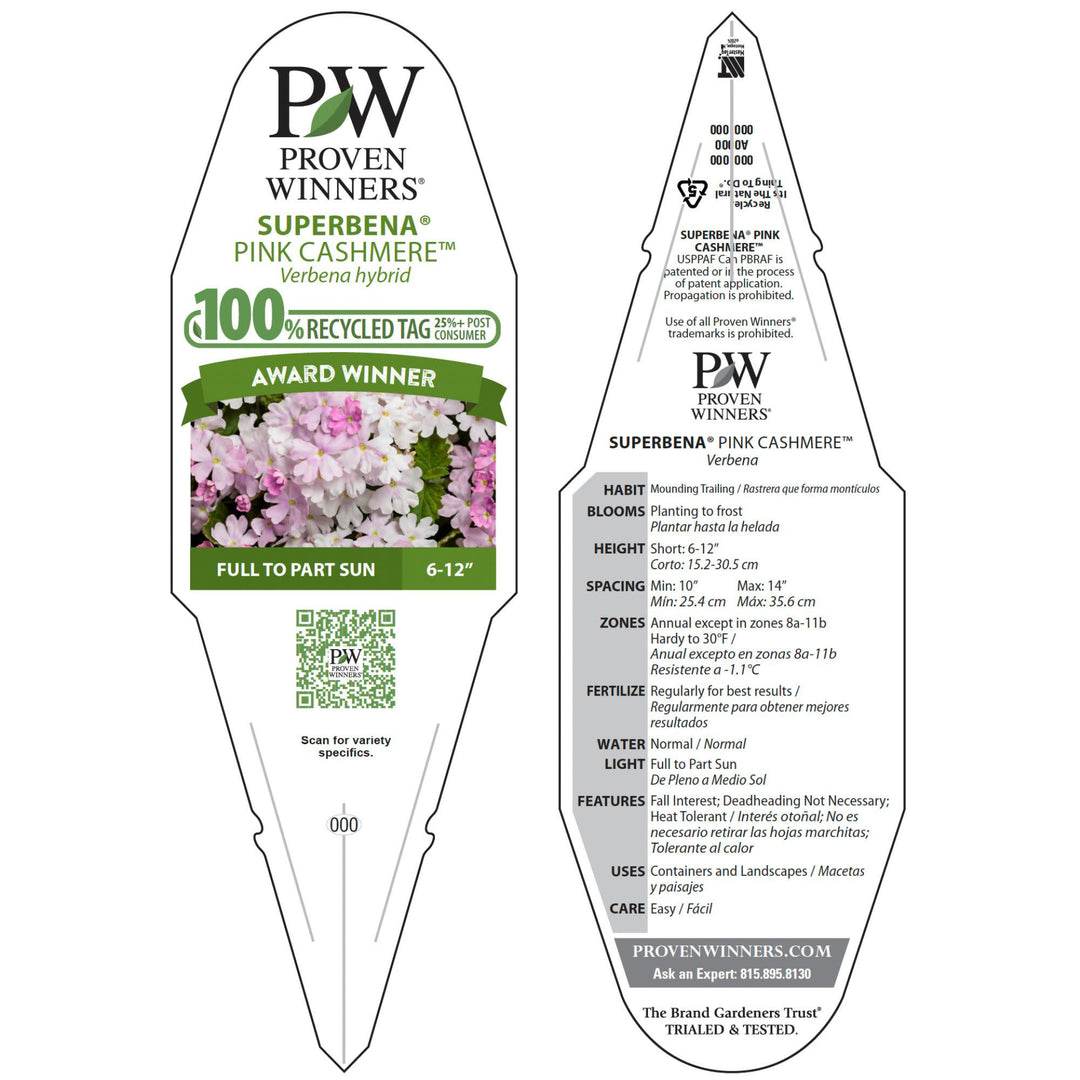Verbena | Superbena® Pink Cashmere™ | Proven Winners® Annuals