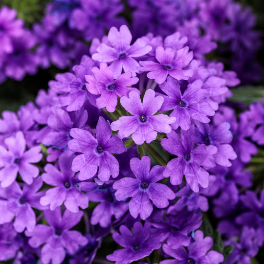 Superbena® Cobalt™ Verbena