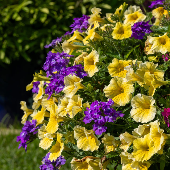 Verbena | Superbena® Cobalt™ | Proven Winners® Annuals – Proven