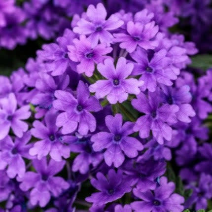 Superbena Cobalt Verbena up close.