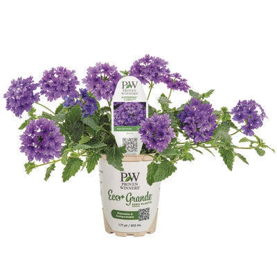 Superbena® Cobalt™ Verbena (Verbena hybrid)