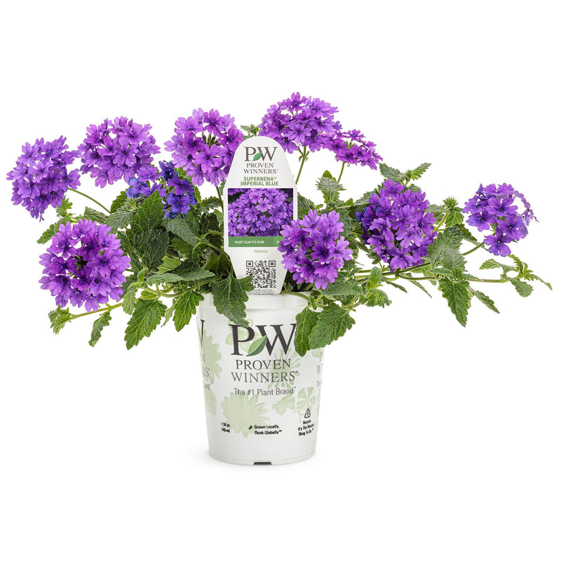 Superbena® Cobalt™ Verbena in pot.