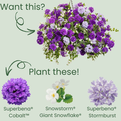 Superbena® Cobalt™ Verbena (Verbena hybrid)