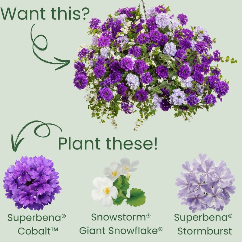 Superbena® Cobalt™ Verbena (Verbena hybrid)