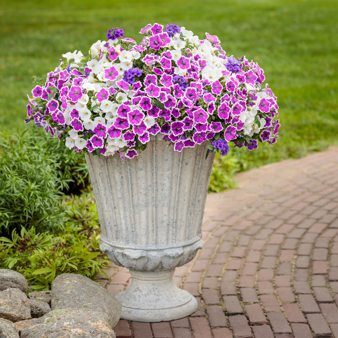 Verbena | Superbena® Cobalt™ | Proven Winners® Annuals – Proven