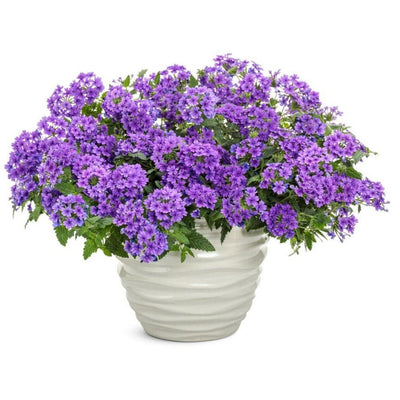 Superbena® Cobalt™ Verbena in use.