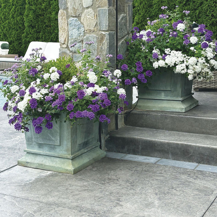 Superbena® Cobalt™ Verbena