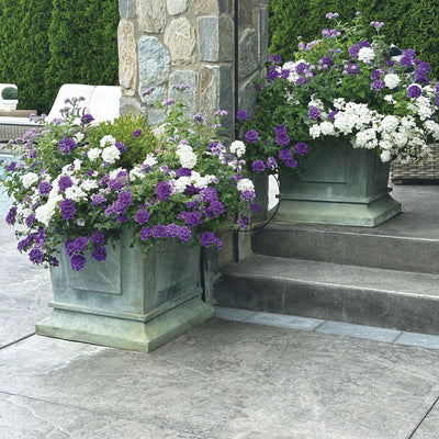 Superbena® Cobalt™ Verbena