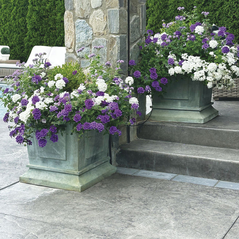 Superbena® Cobalt™ Verbena