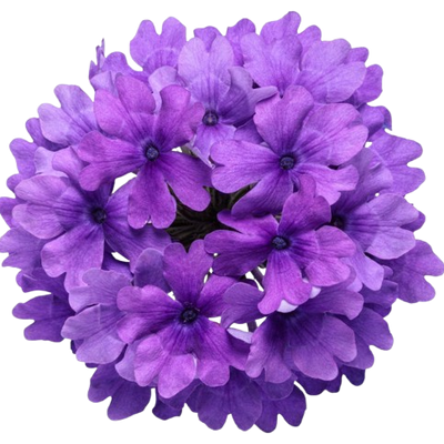 Superbena® Cobalt™ Verbena (Verbena hybrid)