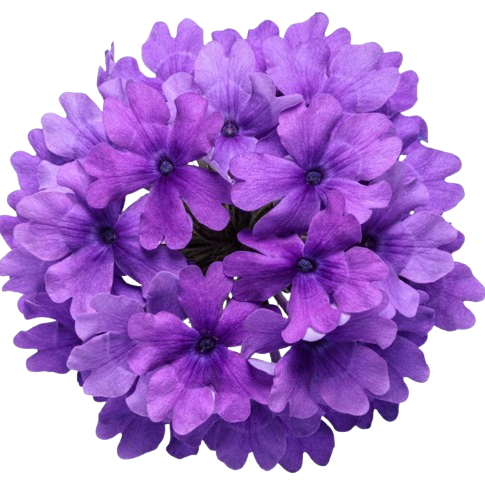 Superbena® Cobalt™ Verbena (Verbena hybrid)