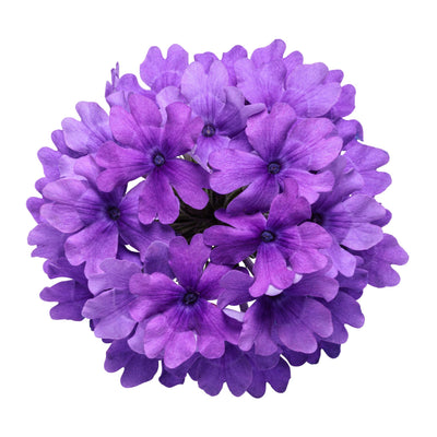 Superbena® Cobalt™ Verbena