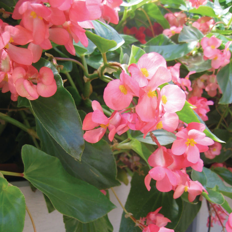 Proven Selections® Dragon Wing® Pink Angelwing Begonia
