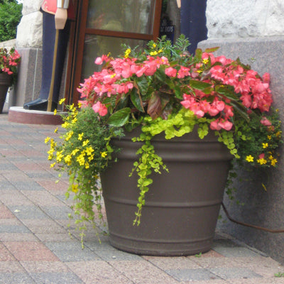 Proven Selections® Dragon Wing® Pink Angelwing Begonia