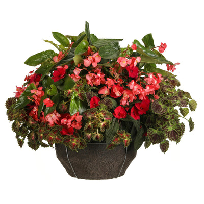 Proven Selections® Dragon Wing® Pink Angelwing Begonia