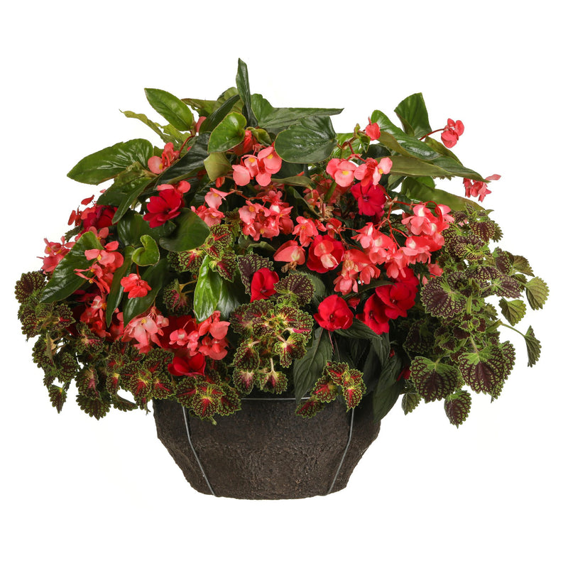 Proven Selections® Dragon Wing® Pink Angelwing Begonia