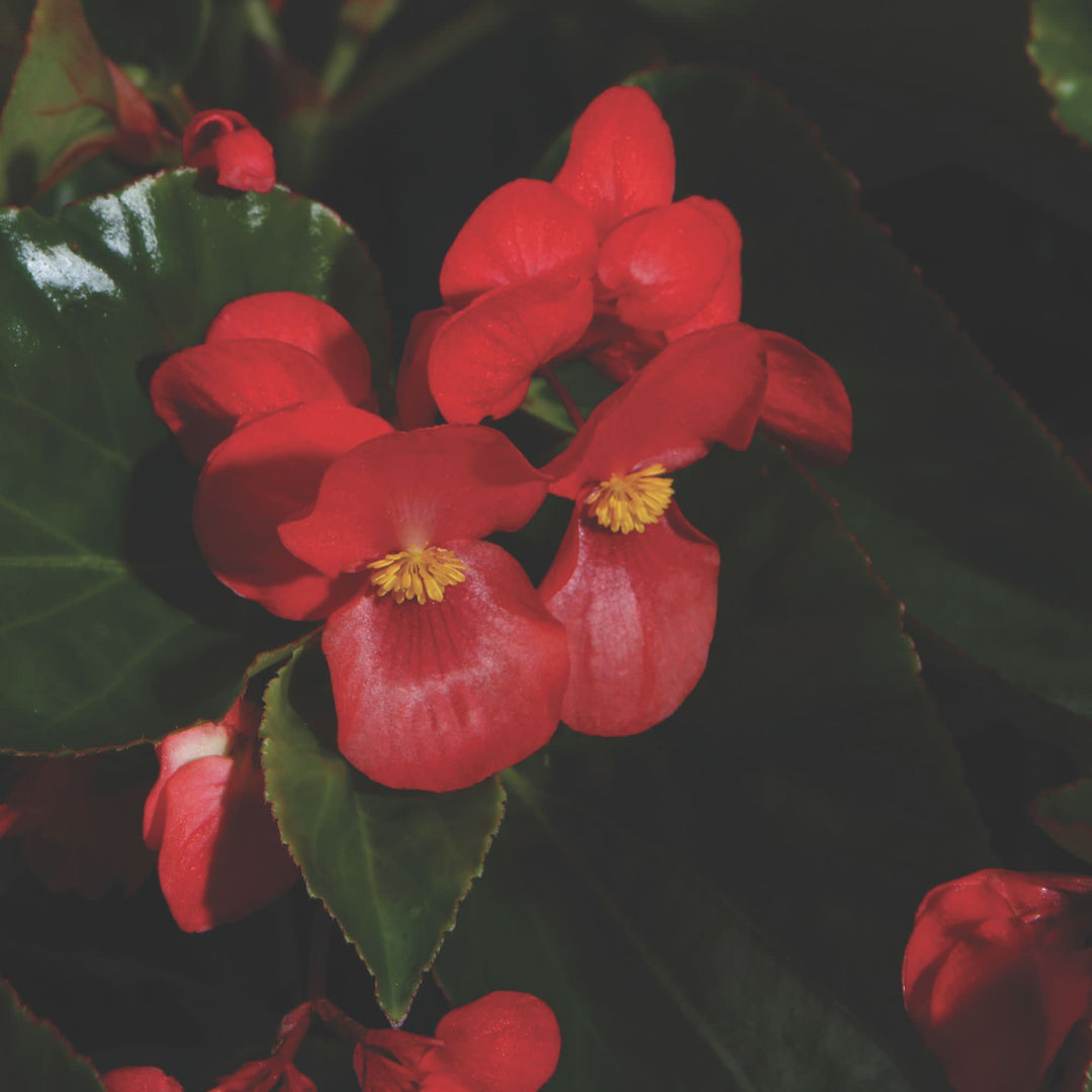 Angelwing Begonia | Proven Selections® Dragon Wing® Red | Proven