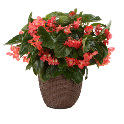Proven Selections® Dragon Wing® Red Angelwing Begonia