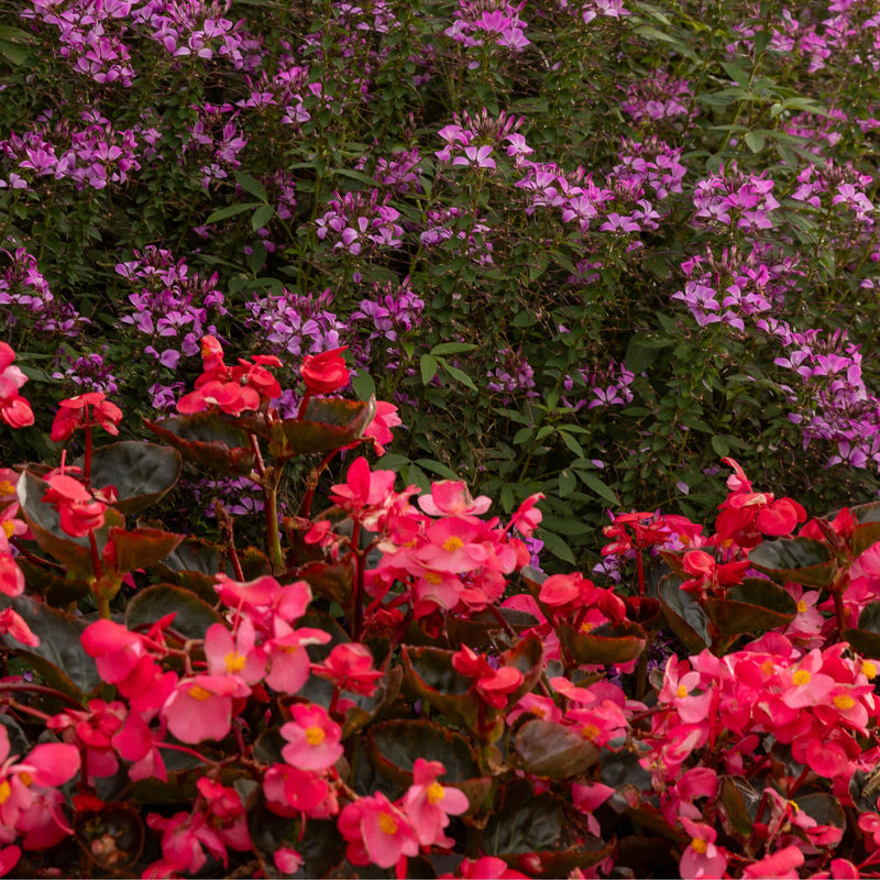 Proven Selections® Dragon Wing® Red Angelwing Begonia