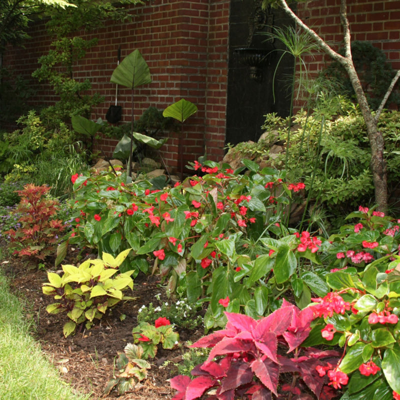 Proven Selections® Dragon Wing® Red Angelwing Begonia