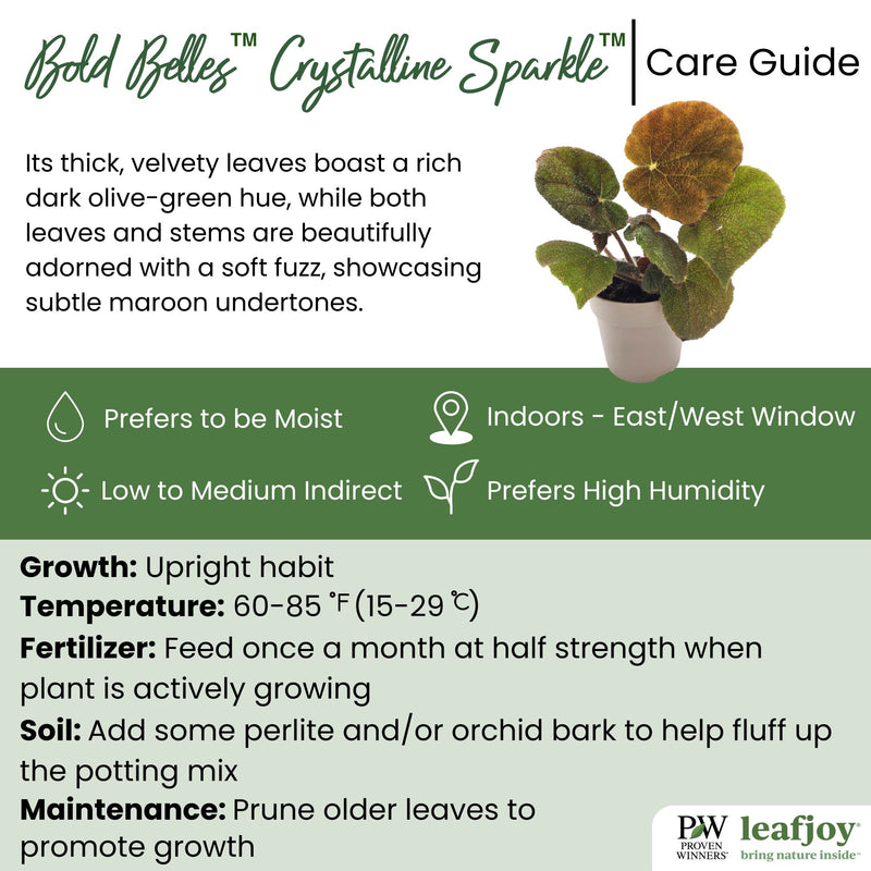 leafjoy® Bold Belles™ Crystalline Sparkle™ Rock Begonia (Begonia masoniana)