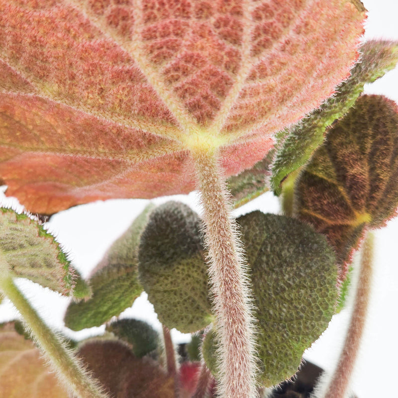 leafjoy Bold Belles Crystalline Sparkle Bold Belles Crystalline Sparkle Rock Begonia up close.