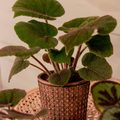 Bold Belles Crystalline Sparkle Begonia in use.