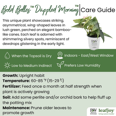 leafjoy littles® Bold Belles™ Dappled Morning™ Angel Wing Begonia detailed care information.