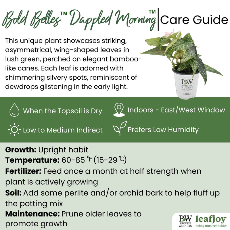 leafjoy littles® Bold Belles™ Dappled Morning™ Angel Wing Begonia detailed care information.